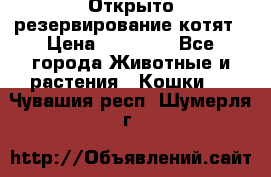 Открыто резервирование котят › Цена ­ 15 000 - Все города Животные и растения » Кошки   . Чувашия респ.,Шумерля г.